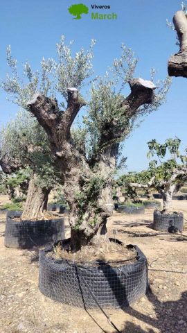 OLEA EUROPAEA REF 13 220/240 HT350/400