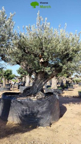 OLEA EUROPAEA REF 14 220/240 HT350/400