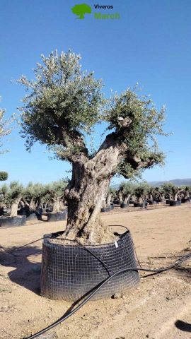 OLEA EUROPAEA REF 14 220/240 HT350/400