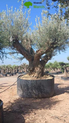 OLEA EUROPAEA REF 15 240/260 HT350/400