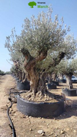 OLEA EUROPAEA REF 15 240/260 HT350/400