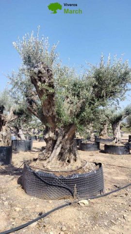 OLEA EUROPAEA REF 15 240/260 HT350/400