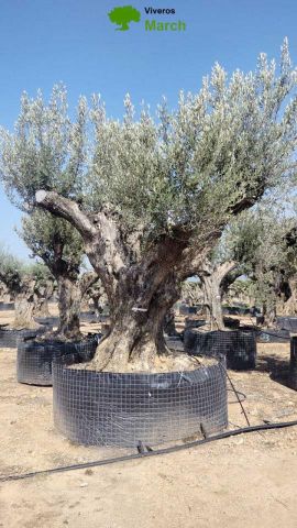 OLEA EUROPAEA REF 15 240/260 HT350/400