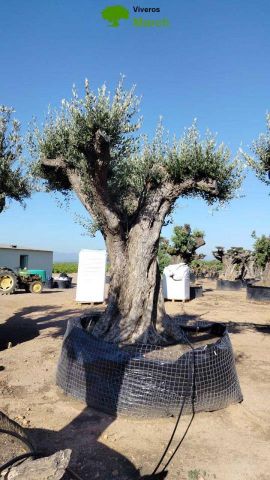 OLEA EUROPAEA REF 16 240/260 HT350/400