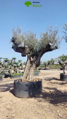 OLEA EUROPAEA REF 16 240/260 HT350/400