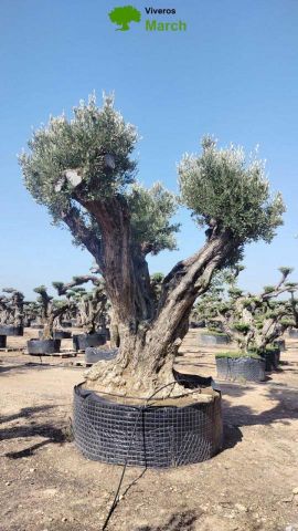 OLEA EUROPAEA REF 16 240/260 HT350/400