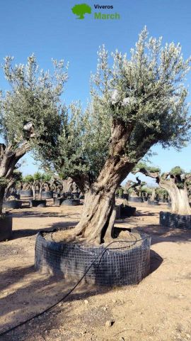 OLEA EUROPAEA REF 17 240/260 HT350/400