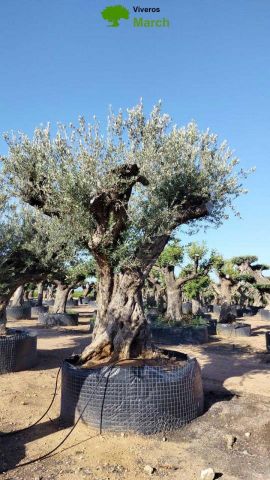 OLEA EUROPAEA REF 18 260/280 HT350/400