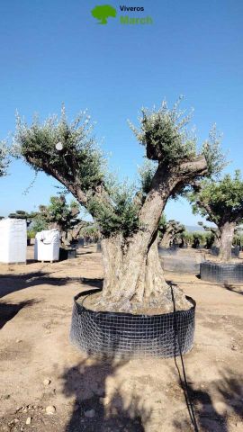 OLEA EUROPAEA REF 18 260/280 HT350/400