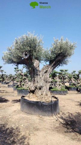 OLEA EUROPAEA REF 19 260/280 HT350/400