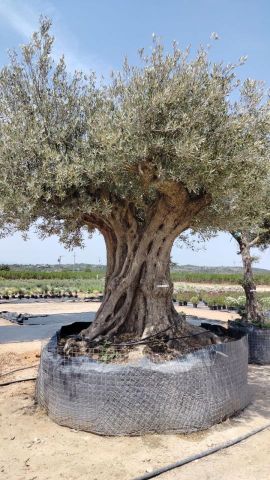 OLEA EUROPAEA REF 19 260/280 HT350/400