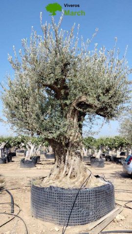 OLEA EUROPAEA REF 20 260/280 HT350/400