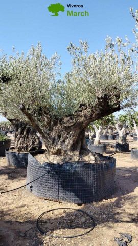 OLEA EUROPAEA REF 20 260/280 HT350/400
