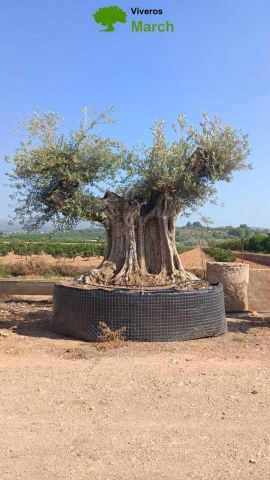 OLEA EUROPAEA REF 20 260/280 HT350/400