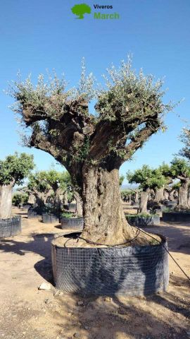 OLEA EUROPAEA REF 22 280/300 HT350/400