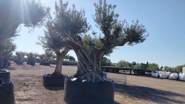OLEA EUROPAEA REF 22 280/300 HT350/400