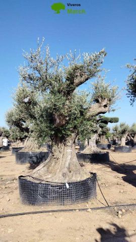 OLEA EUROPAEA REF 22 280/300 HT350/400