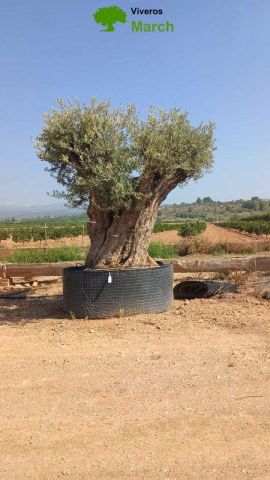 OLEA EUROPAEA REF 23 280/300 HT350/400