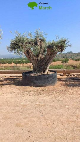 OLEA EUROPAEA REF 24 280/300 HT350/400