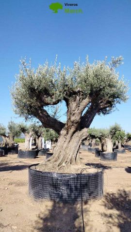 OLEA EUROPAEA REF 24 280/300 HT350/400