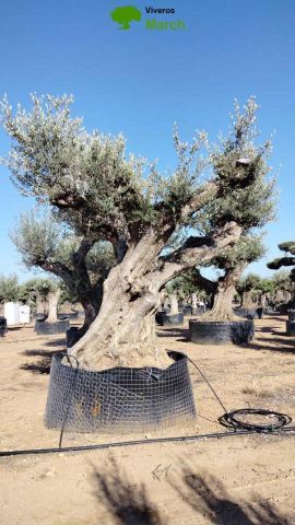 OLEA EUROPAEA REF 24 280/300 HT350/400