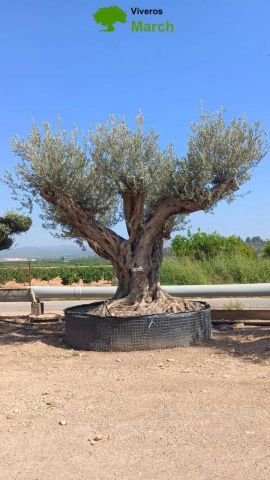 OLEA EUROPAEA REF 26 300/+ HT350/400