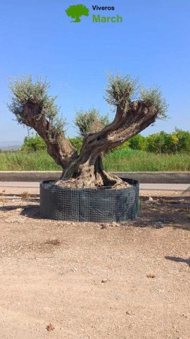 OLEA EUROPAEA REF 27 300/+ HT350/400