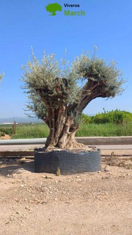 OLEA EUROPAEA REF 27 300/+ HT350/400