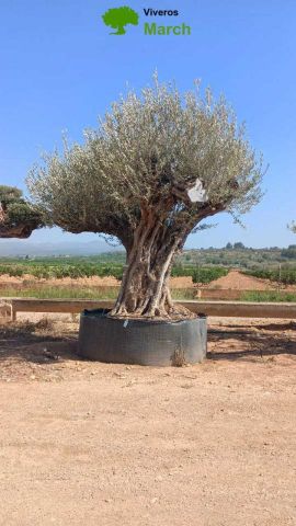 OLEA EUROPAEA REF 27 300/+ HT350/400