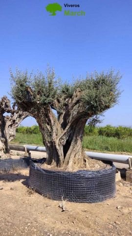 OLEA EUROPAEA REF 28 300/+ HT350/400