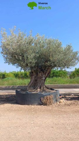 OLEA EUROPAEA REF 28 300/+ HT350/400