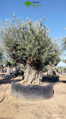 OLEA EUROPAEA REF 28 300/+ HT350/400