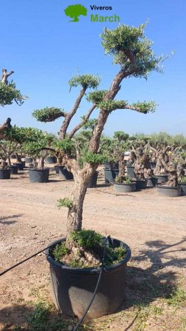 OLEA EUROPAEA C110L-90cm  40/50 PON PON