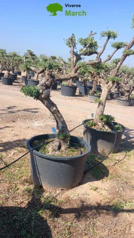 OLEA EUROPAEA C110L-90cm  40/50 PON PON