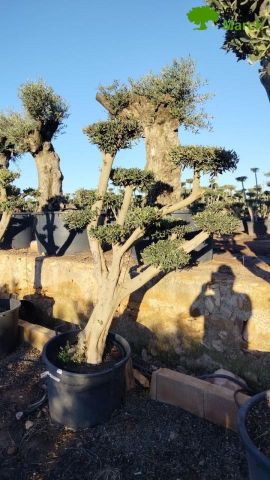 OLEA EUROPAEA C110L-90cm  40/50 PON PON