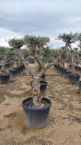 OLEA EUROPAEA C110L-90cm  40/50 PON PON