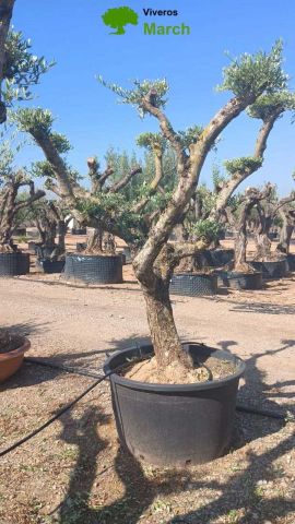 OLEA EUROPAEA C130L - 70cm 50/60 PON PON
