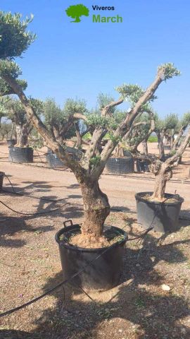 OLEA EUROPAEA C130L - 70cm 50/60 PON PON