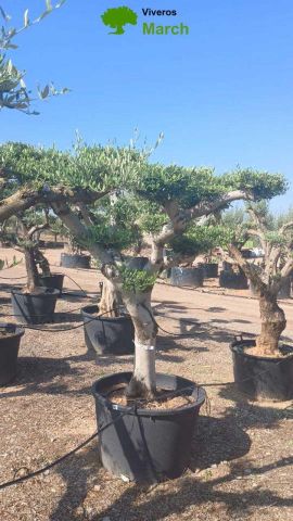 OLEA EUROPAEA C130L - 70cm 50/60 PON PON