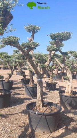 OLEA EUROPAEA C130L - 70cm 50/60 PON PON