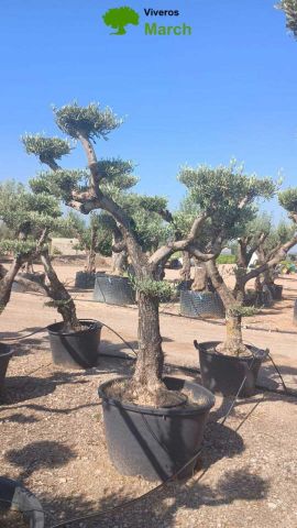 OLEA EUROPAEA C130L - 70cm 50/60 PON PON
