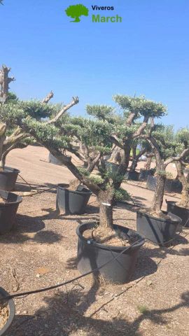 OLEA EUROPAEA C130L - 70cm 50/60 PON PON