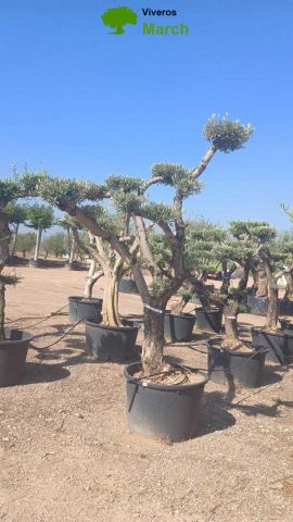 OLEA EUROPAEA C130L - 70cm 50/60 PON PON
