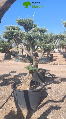 OLEA EUROPAEA C130L - 70cm 50/60 PON PON