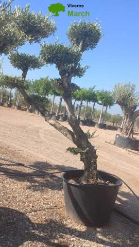 OLEA EUROPAEA C130L - 70cm 50/60 PON PON