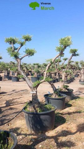 OLEA EUROPAEA C130L - 70cm 50/60 PON PON