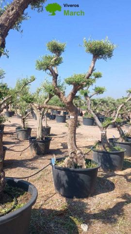 OLEA EUROPAEA C130L - 70cm 50/60 PON PON