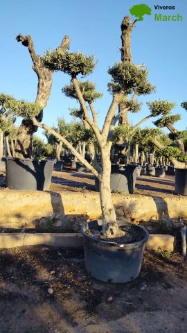 OLEA EUROPAEA C130L - 70cm 50/60 PON PON