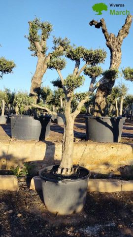 OLEA EUROPAEA C130L - 70cm 50/60 PON PON