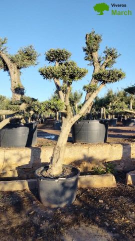 OLEA EUROPAEA C130L - 70cm 50/60 PON PON